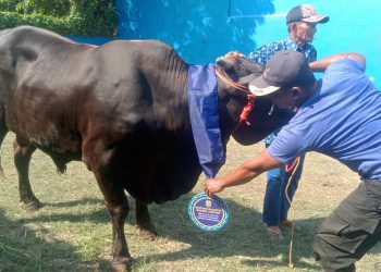 Walikota Eva Dwiana Salurkan 93 Hewan Qurban