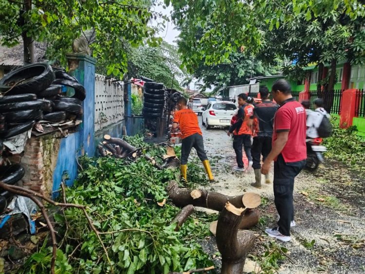 Pemerintah Kota Bandar Lampung melalui TRC dan BPBD Bergerak Cepat Evakuasi Pohon Tumbang