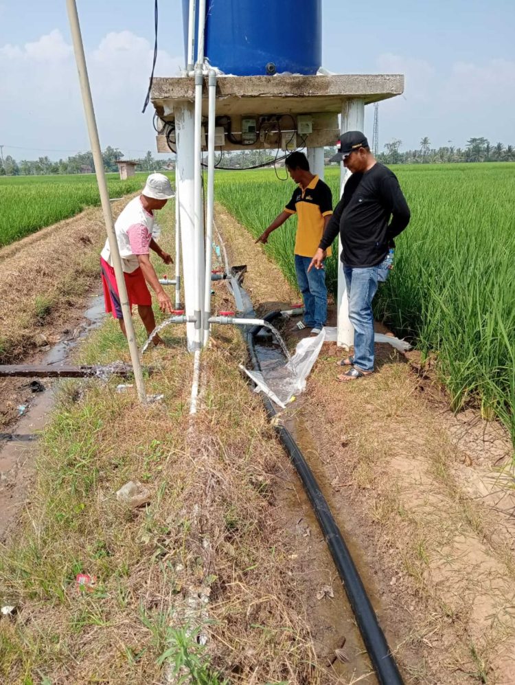 Petani Bumiratu Apresiasi Sumur Bor Pemerintah Desa: Air Mengalir, Panen Berhasil