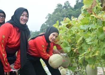 Panen Melon di Marine 7 Ranch: Danbrigif 4 Marinir/BS Tekankan Ketahanan Pangan Berbasis Inovasi