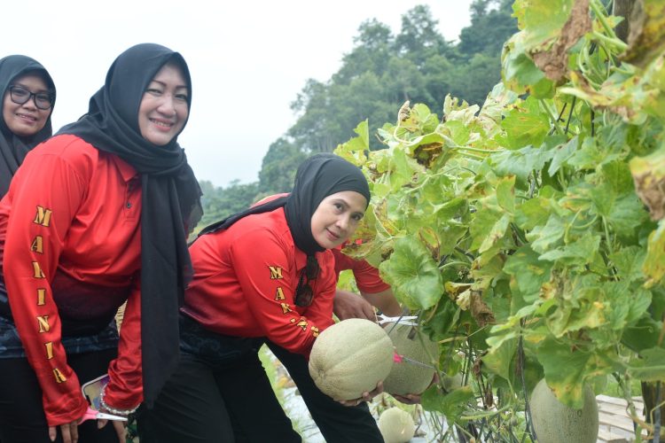 Panen Melon di Marine 7 Ranch: Danbrigif 4 Marinir/BS Tekankan Ketahanan Pangan Berbasis Inovasi