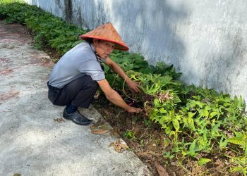 Lapas Kalianda Sulap Lahan Kosong Jadi Ladang Produktif: Tanam Tomat dan Terong dari Nol hingga Panen