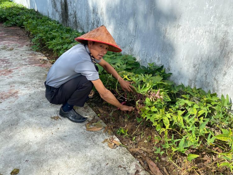 Lapas Kalianda Sulap Lahan Kosong Jadi Ladang Produktif: Tanam Tomat dan Terong dari Nol hingga Panen