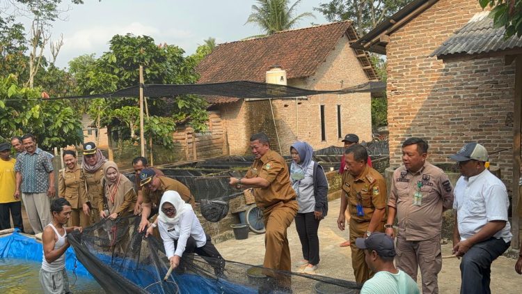 Tim TPID Kabupaten Tanggamus Tinjau Panen Ikan Lele Di Pekon Way Jaha Kecamatan Pugung