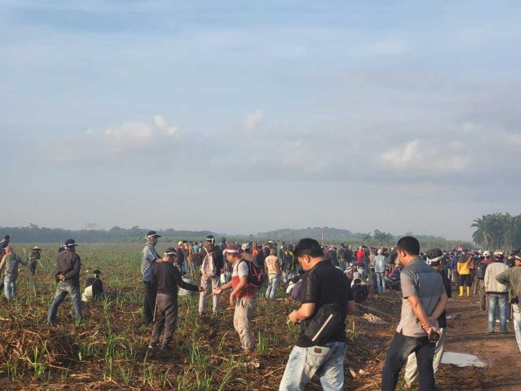 Momentum 17 Agustus, Warga Anak Tuha Nekat Bertani di Lahan PT BSA