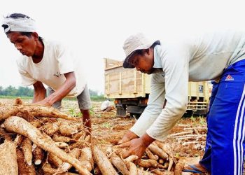 Permintaan Tapioka Dunia Anjlok, Harga Singkong Nasional Tertekan, Petani Diminta Bersiap Hadapi Tekanan Pasar