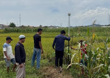 Tanah Wakaf NU di Pekon Gumuk Rejo Mulai Diukur untuk Sertifikasi Legalitas Aset Keagamaan
