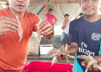 Petambak Eks Dipasena Lampung Bangkit, Panen Raya Udang Jadi Tanda Kebersamaan