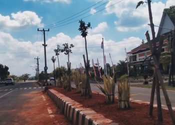 Pringsewu Panas! Pohon Ketapang Kencana di Median Jalan Pemda Dibongkar, Warga Soroti Keputusan Kontroversial