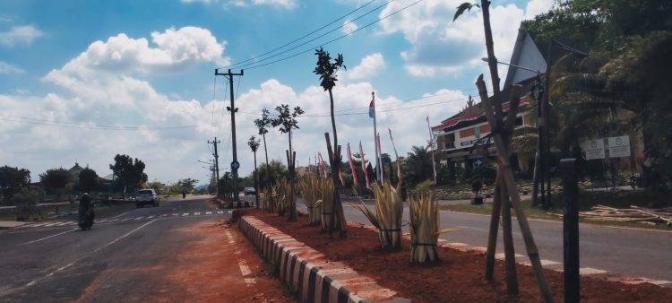 Pringsewu Panas! Pohon Ketapang Kencana di Median Jalan Pemda Dibongkar, Warga Soroti Keputusan Kontroversial