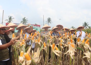 Polres Lampung Selatan Pimpin Panen Raya Jagung Serentak, Dukung Ketahanan Pangan Nasional