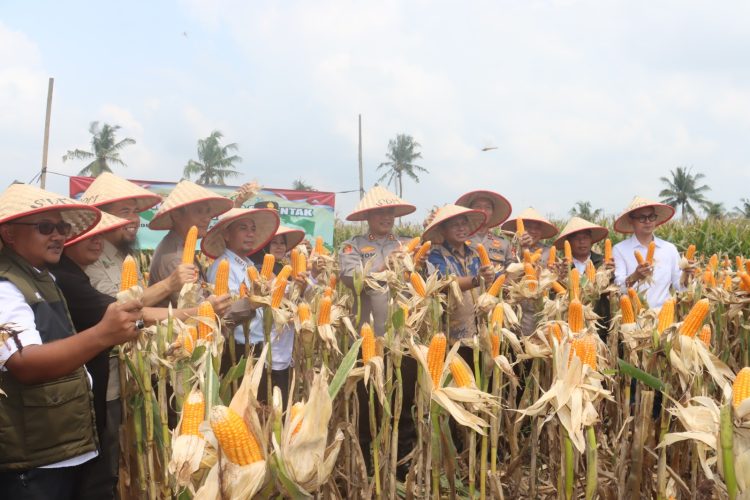 Polres Lampung Selatan Pimpin Panen Raya Jagung Serentak, Dukung Ketahanan Pangan Nasional