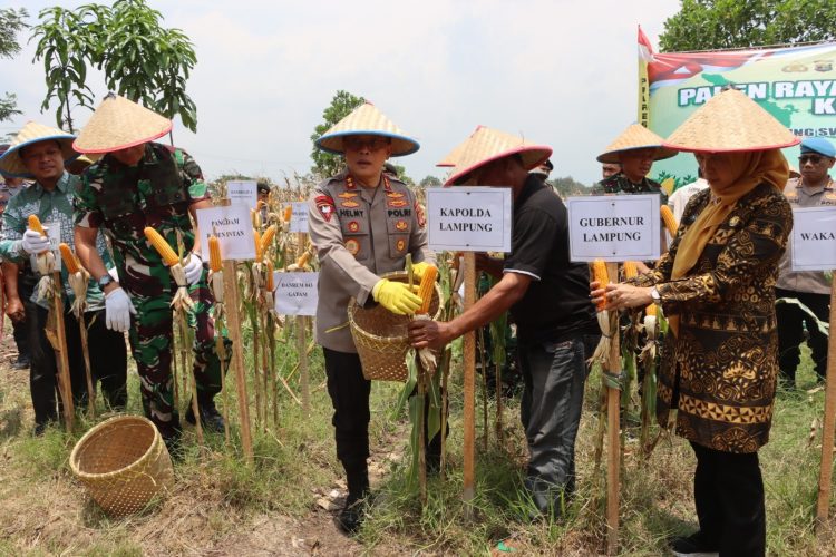 Kapolda dan Pangdam Pimpin Panen Raya Jagung di Pringsewu, Strategi Besar Wujudkan Swasembada Pangan