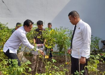 Lapas Kalianda Panen Tomat Segar: Bukti Nyata Pembinaan Warga Binaan Berbuah Manis dan Dukung Ketahanan Pangan Nasional