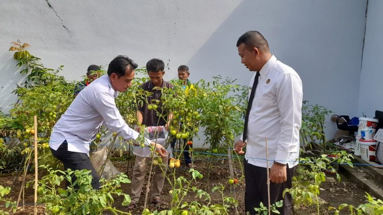 Lapas Kalianda Panen Tomat Segar: Bukti Nyata Pembinaan Warga Binaan Berbuah Manis dan Dukung Ketahanan Pangan Nasional