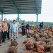 Pabrik Kelapa Sawit PT. Pesona Sawit Makmur Resmi Beroperasi Di Lampung Timur, Dorong Ekonomi Dan Serap Ribuan Tenaga Kerja