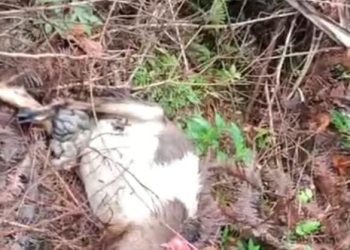 Warga Tanggamus Geger! Kambing Dimangsa Hewan Buas Diduga Beruang di Pegunungan Pematang Sawa