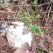 Warga Tanggamus Geger! Kambing Dimangsa Hewan Buas Diduga Beruang di Pegunungan Pematang Sawa