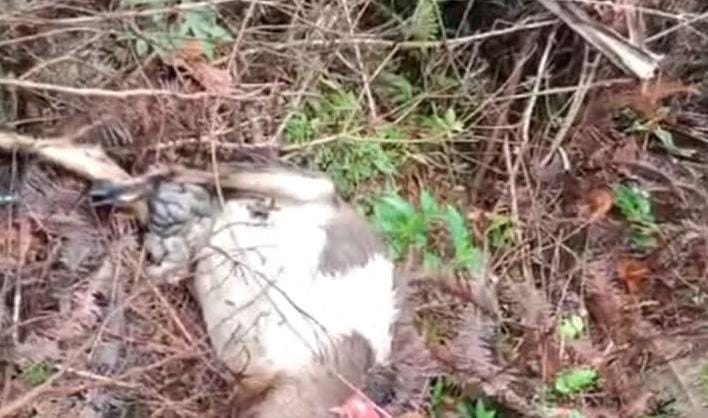 Warga Tanggamus Geger! Kambing Dimangsa Hewan Buas Diduga Beruang di Pegunungan Pematang Sawa