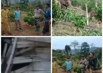 Warga Tanggamus Digegerkan! Gajah Liar Serang Gubuk di Blok 3 Bandar Negeri Semuong