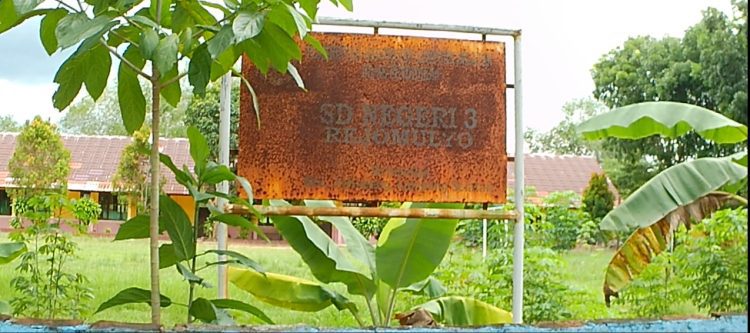 Hari Sabtu SDN 3 Rejomulyo Libur dan Pagar Rubuh: Ada Apa dengan Sekolah di Tengah Perkebunan?