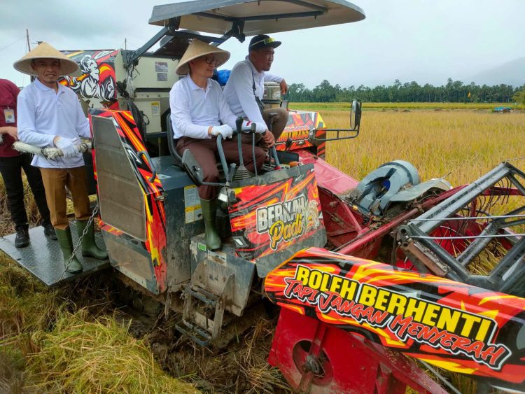 Pemkab Tanggamus dan Kejari Panen Raya Padi Bersama