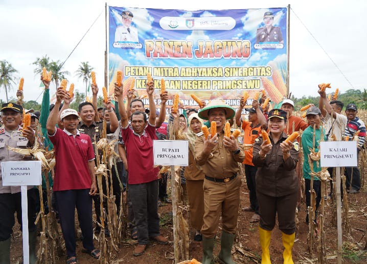 Jagung Pringsewu Jadi Primadona, Bupati Ungkap Strategi Tingkatkan Kesejahteraan Petani