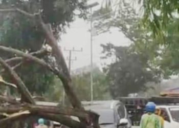 Drama Hujan Deras di Gadingrejo! Pohon Mahoni Tumbang Timpa Pajero, Netizen Heboh