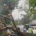Drama Hujan Deras di Gadingrejo! Pohon Mahoni Tumbang Timpa Pajero, Netizen Heboh