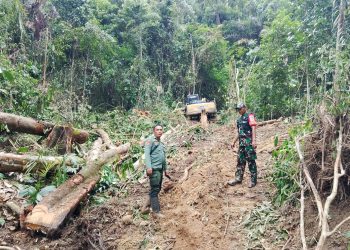 Dishut Lampung Klarifikasi Penebangan di Pesisir Barat, TNI Turun Tangan