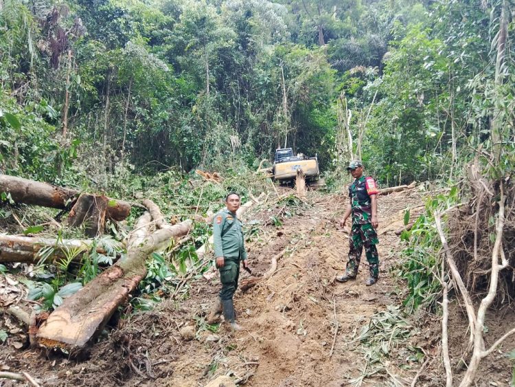 Dishut Lampung Klarifikasi Penebangan di Pesisir Barat, TNI Turun Tangan