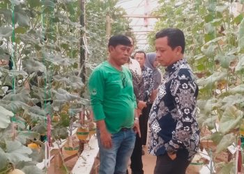 Bupati Pringsewu Tinjau Budidaya Melon Hidroponik di Gabe Farm