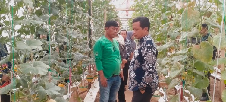 Bupati Pringsewu Tinjau Budidaya Melon Hidroponik di Gabe Farm