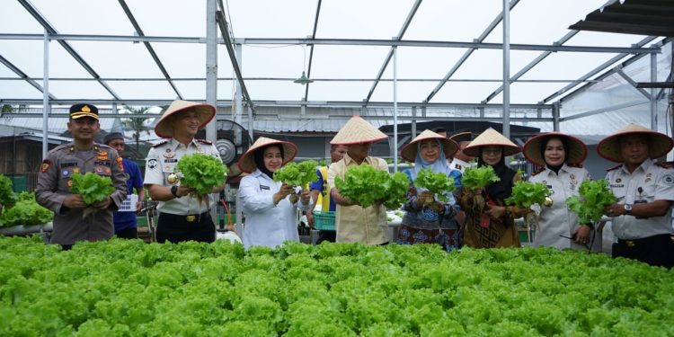 Dari Lapas untuk Ketahanan Pangan, SAE Kalianda Panen Patin dan Sayuran Hijau