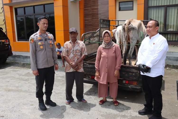 Pencurian Sapi Meresahkan Warga Pringsewu Akhirnya Terungkap