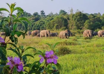 Cegah Gajah Keluar Kawasan, TN Way Kambas Rancang Tembok Penahan 21 Kilometer