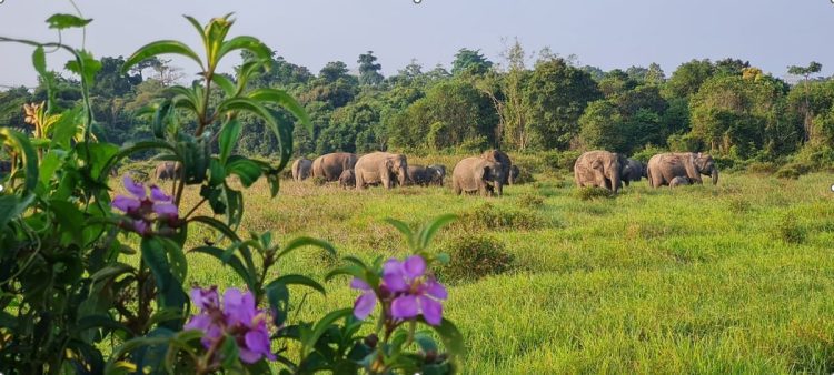 Cegah Gajah Keluar Kawasan, TN Way Kambas Rancang Tembok Penahan 21 Kilometer