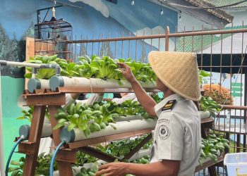 Lapas Kalianda Dorong Kemandirian WBP melalui Budidaya Pokcoy Berkesinambungan