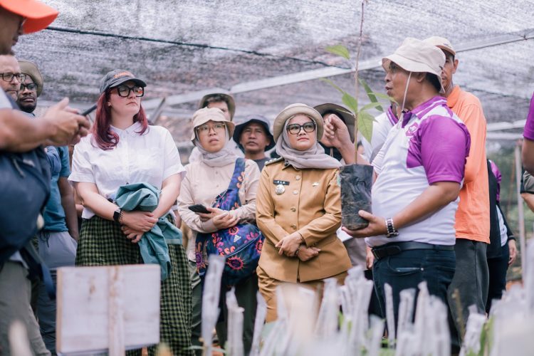 Sistem Tumpang Sari Dongkrak Nilai Kakao Lampung Timur