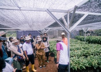 Pemkab Lampung Timur Dorong Cocoa Agroforestry Berbasis Komunitas