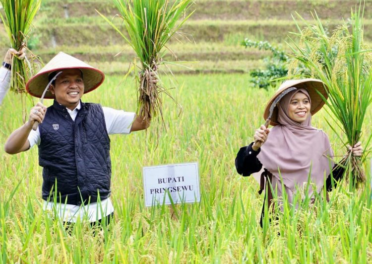 Panen Raya Padi Organik di Sukoharjo, Bupati Pringsewu Tekankan Pertanian Ramah Lingkungan