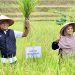 Panen Raya Padi Organik di Sukoharjo, Bupati Pringsewu Tekankan Pertanian Ramah Lingkungan