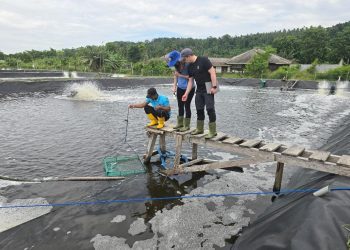 Hadapi Tantangan Penyakit, Inovasi Pakan Serangga Bantu Budidaya Udang