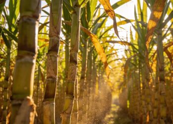 Musim Kemarau Mengancam, Petani Tebu Lampung Utara Minta Dukungan Pemerintah