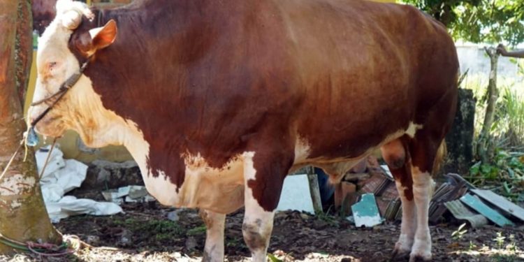 Idul Adha 1447 H, Presiden Prabowo Kirim Sapi Simpo Jumbo ke Lampung Selatan