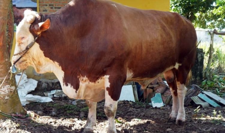 Idul Adha 1447 H, Presiden Prabowo Kirim Sapi Simpo Jumbo ke Lampung Selatan