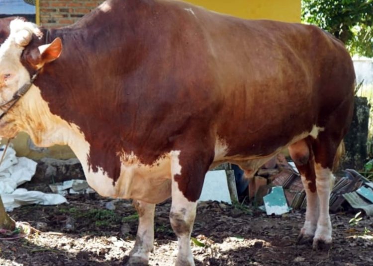 Idul Adha 1447 H, Presiden Prabowo Kirim Sapi Simpo Jumbo ke Lampung Selatan