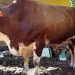 Idul Adha 1447 H, Presiden Prabowo Kirim Sapi Simpo Jumbo ke Lampung Selatan