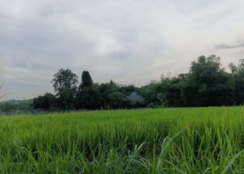 Garis Terlarang di Hutan Sunyi yang Menggoda Nyawa