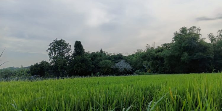 Garis Terlarang di Hutan Sunyi yang Menggoda Nyawa